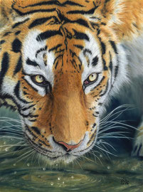 "Elena" Amur Tigress, pastell on pastelmat, 29 x 39 cm, reference photo Emmanuel Keller@wildlifereferencephotos; Winner of PGE's "Get Dusty" , 10/2016; SOLD