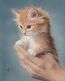 ginger kitten, pastel on pastelmat, 20 x 25 cm, reference photo Rudy and Peter Skitterians; SOLD
