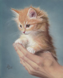 ginger kitten, pastel on pastelmat, 20 x 25 cm, reference photo Rudy and Peter Skitterians; SOLD - VERKAUFT