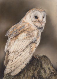 barn owl, pastel on pastelmat, 21 x 29 cm, reference photo Karen Gilks;  SOLD - VERKAUFT