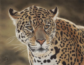 "Jaguar", pastel on pastelmat, 29 x 37 cm, reference photo Edwin Butter, wildlife reference photos; privately owned
