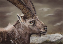 Ibex, pastel on pastelmat, 27 x 39 cm, reference photo Fulvio Spada