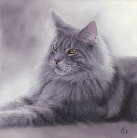 "Pino" blue silver Maine Coon, pastel on pastelmat, 30 x 29 cm, commission
