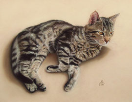 "Findus", pastel on pastelmat, 40 x 30 cm, commission