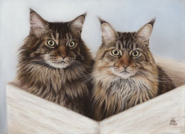 "Teddy + Paula", Maine Coons, pastel on pastelmat, 40 x 30 cm, commission