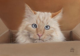 "Sam", Ragdoll/HolyBurma crossbreed, pastel on pastelmat, 30 x 20 cm, commission