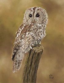 tawny owl, pastel on pastelmat, 23 x 31 cm, reference photo Sue Dudley / Wildlife reference photos; SOLD
