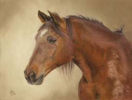 "Goose", Tennessee Walking Horse, pastel on pastelmat, 29 x 38 cm,  reference photo Karen Broemmelsick; SOLD