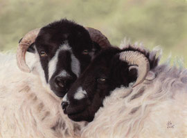 sheeps, pastel on pastelmat, 27 x 37 cm, reference photo www.wildlifereferencephotos.com; SOLD