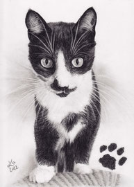 "Charlie",  charcoal on Daler Rowney drawing paper, 21 x 29 cm, commission