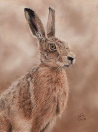 hare, pastel on pastelmat,  22 x 29 cm, reference photo Nick Goodrum; SOLD - VERKAUFT