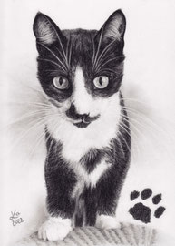 "Charlie",  charcoal on Daler Rowney drawing paper, 21 x 29 cm, commission