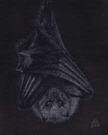 bat, white charcoal- and pastelpencils on Fabriano Black paper, 24 x 32 cm, reference photo Stephen Chantzis; SOLD - VERKAUFT