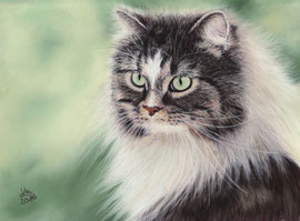 "Ne-Yo", Norwegian forest cat, pastel on pastelmat, 28 x 20 cm, reference photo Dagmar Stech; SOLD - VERKAUFT