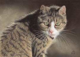 my "Minka", pastel on pastelmat,  30 x 20 cm, own reference photo