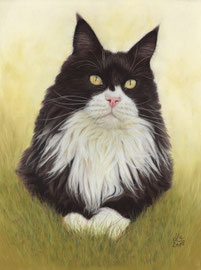 "Pepe", Maine Coon, pastel on pastelmat, 30 x 40 cm, commission
