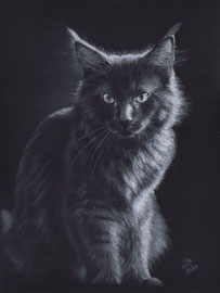 Maine Coon cat, white charcoal and pastel on Fabriano Black, 24 x 32 cm, reference photo Lenka Novotná; SOLD  - VERKAUFT
