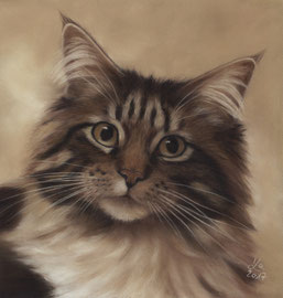 "Sylvester", Maine Coon, pastel on pastelmat, 20 x 21 cm, commission