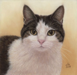 "Pauli",  pastel on pastelmat,  20 x 20 cm, commission