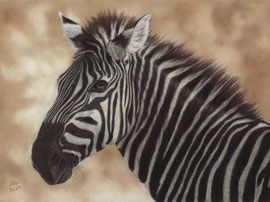 Zebra, pastel on pastelmat, 29 x 39 cm, reference photo Marna Buys, commission