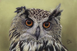 eagle owl, pastel on pastelmat, 15 x 22 cm, reference photo Stuart Richards; SOLD