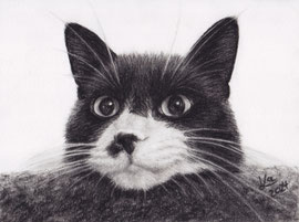 "Sammy", charcoal on Daler Rowney drawing paper, 20 x 15 cm, commission