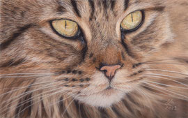 Maine Coon cat's face, pastel on pastelmat, 29 x 18 cm, reference photo Jake William Heckey; SOLD - VERKAUFT