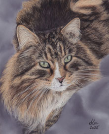 "Kaspar", siberian forest cat, pastel on pastelmat, 21 x 25 cm, commission