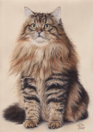 "Atreju", siberien forest cat, pastel on pastelmat, 21 x 29 cm, commission