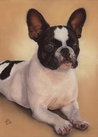 "Java", french bulldog, pastel on pastelmat,  29 x 40 cm, commission