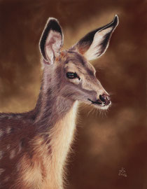 Young fallow deer,  pastell on pastelmat, 29 x 37 cm, reference photo Lenora Melville