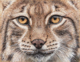 Face of the lynx, pastel on pastelmat, 20 x 27 cm, reference photo Emmanuel Keller, wildlifereferencephotos; SOLD