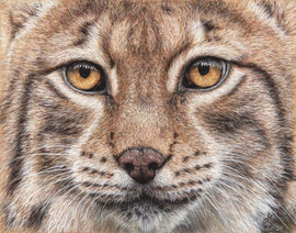 Face of the lynx, pastel on pastelmat, 20 x 27 cm, reference photo Emmanuel Keller; SOLD - VERKAUFT