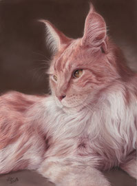 "Hector", red silver Maine Coon cat, pastel on pastelmat, 30 x 40 cm, commission