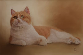 "Rosalie", British short hair, pastel on pastelmat, 60 x 40 cm, commission