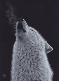 Hudson-Bay Wolf, white charcoal + pastels on black drawing paper, 30 x 40 cm, reference photo Edwin Butter;  SOLD - VERKAUFT
