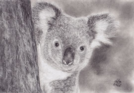 Koala, charcoal on Daler Rowney drawing paper, 20 x 29 cm, reference photo Dirk Heuser