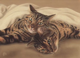 "Roshi + Goku", Leopard cats, pastel on pastelmat, 29,5 x 21 cm, commission