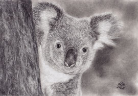 Koala, charcoal on Daler Rowney drawing paper, 20 x 29 cm, reference photo Dirk Heuser