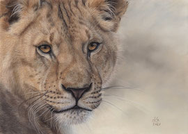 Lioness,  pastel on pastelmat, 30 x 40 cm, reference photo Joey Meijer