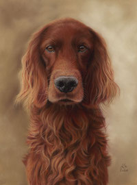 "Scotty", Irish Red Setter, pastel on pastelmat, 30 x 40 cm, commission