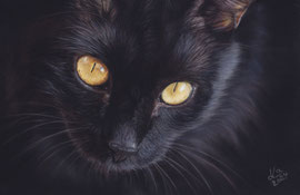 black cat, pastel on pastelmat, 18 x 27 cm, reference photo Cleiton Coelho; SOLD - VERKAUFT