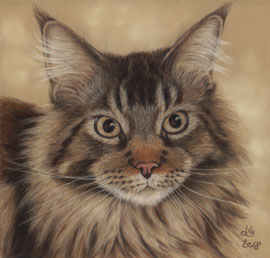 "Teddy", Maine Coon, pastel on pastelmat, 20 x 21 cm, commission