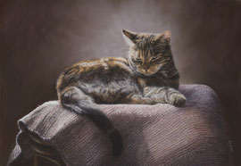 resting cat, pastel on pastelmat, 70 x 50 cm, reference photo KatinkavomWolfenmond, pixabay
