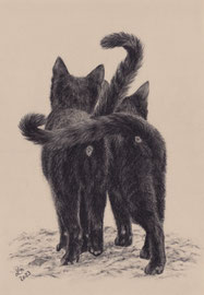 2 cats friends, charcoal on Clairefontaine "paint on" naturel, 30 x 40 cm, reference photo JohnNaturePhotos; SOLD - VERKAUFT