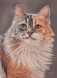"Miss Ellie", norwegian forest cat, pastel on pastelmat, 20 x 29 cm, commission