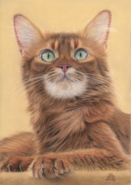 "Scheriat-El Kebir Wahdani", Somali cat, pastel on pastelmat, 21 x 29 cm, reference photo Christine Kuch; SOLD - VERKAUFT