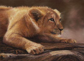 Lion cub, pastel on pastelmat, 30 x 40 cm, reference photo Emmanuel Keller; SOLD - VERKAUFT