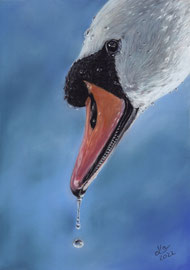 Swan portrait, pastel on pastelmat, 20 x 30 cm, reference photo Garry Bree, wildlifereferencephotos