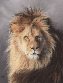 "The king", lion, pastel on pastelmat,  30 x 40 cm, reference photo John de Greef, wildlife reference photos; SOLD